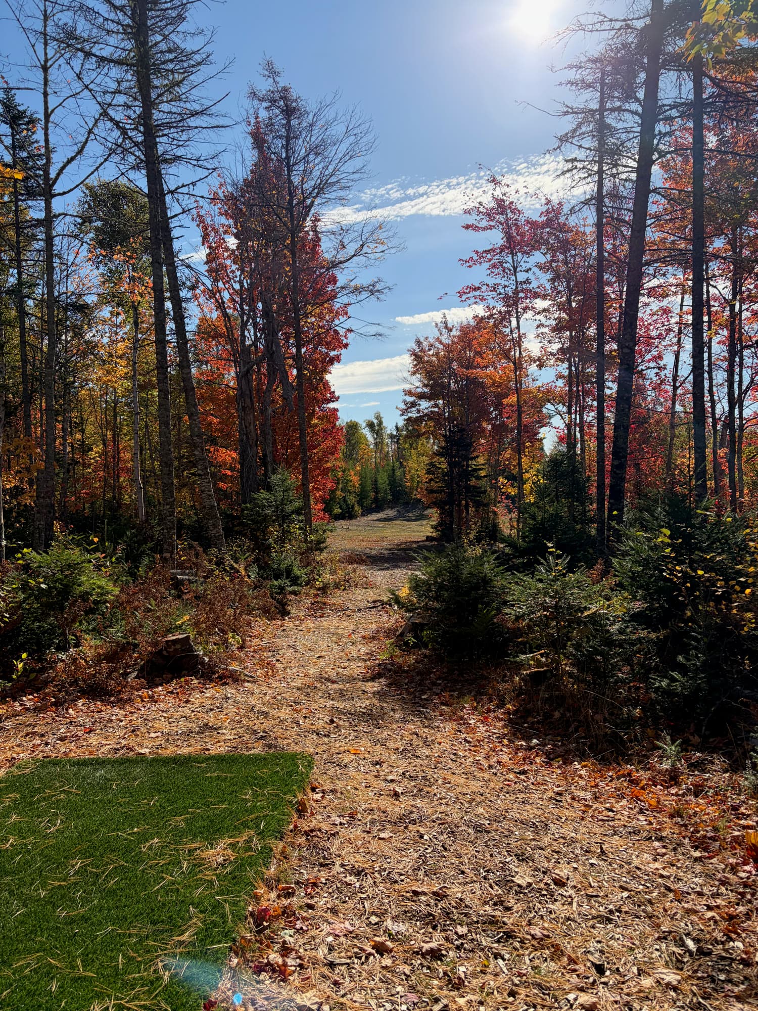 Tee pad leading into a forest path framed by fall colors